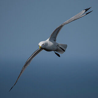 St Abbs Head - Kittiwake